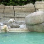 Natürliche Optik aus Beton: Eisbärenanlage im Tierpark Hellabrunn
