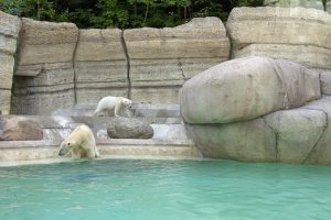 Natürliche Optik aus Beton: Eisbärenanlage im Tierpark Hellabrunn