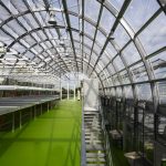 Hochtransparente Weißgläser in Forschungsgewächshäusern optimieren das Pflanzenwachstum
